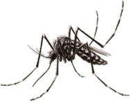mosquito