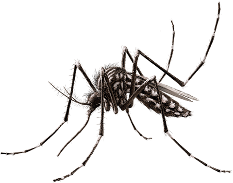 mosquito